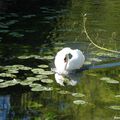 Le cygne aux nénuphars