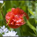 Fleurs cachées