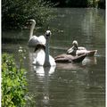 MARAIS POITEVIN - CYGNES ET CANARDS