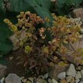Euphorbia amygdaloides 'Purpurea' photo et culture 