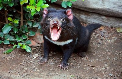 Tasmanian Devil !