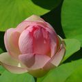  La fleur de lotus
