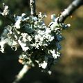 Lichens