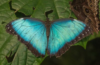 Papillons du Costa Rica