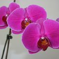 Orchidées, mes amies...