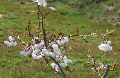 Fleurs du prunus accolade suite et fin