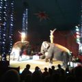 Ce soir, c'était la première fois que j'allais au cirque !