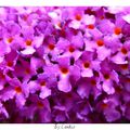 Buddleia