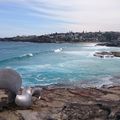 De Bondi à Coogee, promenade au bord de l'eau