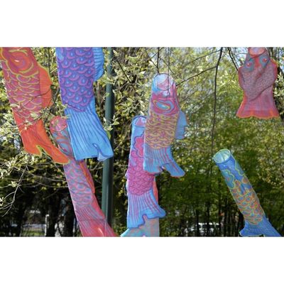 Koinobori dans le vent