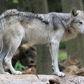 ETATS-UNIS - Le Loup réapparaît en Oregon