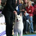 Euro Dog Show 2010, Celje Slovenia, Champion Class