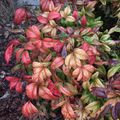 Nandina domestica 'Nana Purpurea'