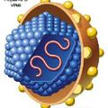 HÉPATITE C: La combinaison daclastavir + asuprenavir, breakthrough therapy pour la FDA