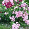 C'EST LE BOUQUET...