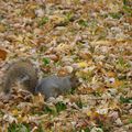 Les écureuils du Parc du Boulevard MONK