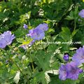 Geranium libani x peloponnesiacum