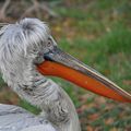 Le parc zoologique et botanique de Mulhouse