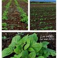 Les meilleures pommes de terre du monde!