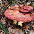 Un champignon qui évoque une langue de bœuf…!