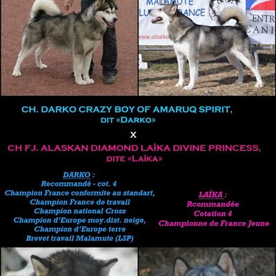 Portée 2021 : Laïka x Darko 