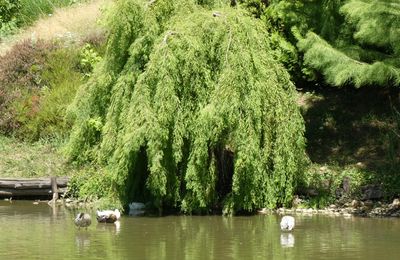 SUITE DE MA BALADE DANS LE JARDIN...