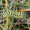 Machaon