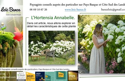 Hortensia Annabelle par Paysagiste Pays Basque et Paysagiste Landes.