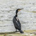 Grand Cormoran (Phalacrocorax carbo - Great Cormorant)