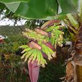 Fleurs de bananes / Fiori di banane