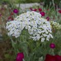 Fleurs du jardin