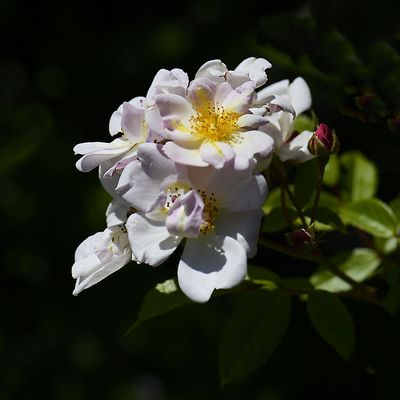Les fleurs du samedi N°341 du 29-11-2025