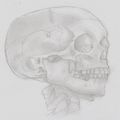 Crâne d'homo-sapiens