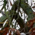 Pic épeichette (Dendrocopos minor - Lesser Spotted Woodpecker)