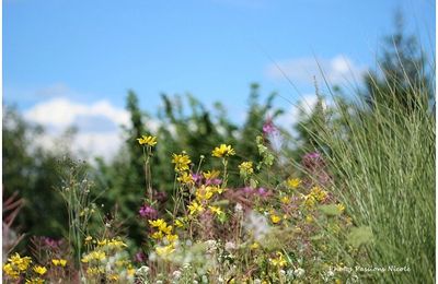 Une très belle adresse dans les Vosges (88).....Mon "coup de coeur"du we