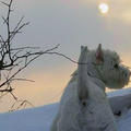 Le chien et la neige Les balades dans la neige