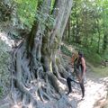 Les racines apparentes .... aux gorges du Fier près d'Annecy