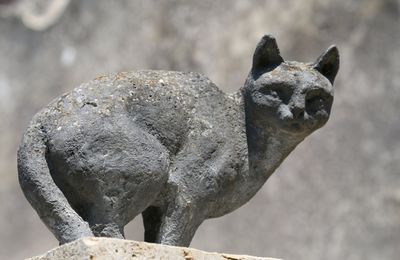 Les chats de la Romieu