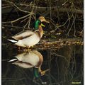 Couple de canards colverts