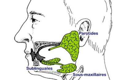 Les glandes salivaires