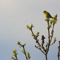 Serin Cini