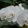 Jardin des plantes de Paris : Balade florale