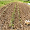 Les tomates protégées par des mantes religieuses