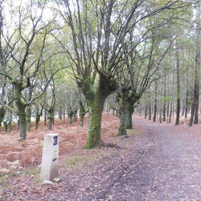 Portomarin ==> Palas de Rei 24 kms