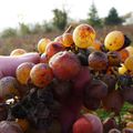 des vendanges tardives en côteau du Vendômois