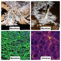 💫Mycelium, Réseau neuronal , internet et Univers