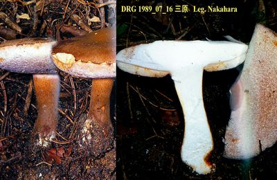 Chicotin brun vineux, Tylopilus vinosobrunneus ブドウニガイグチ