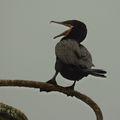 Cormoran vigua  (Phalacrocorax brasilianus, Neotropic Cormorant)