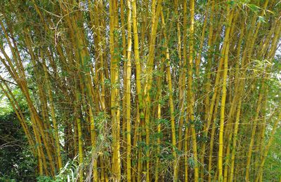 34- Bambusa vulgaris 'Striata' - Les espèces introduites en Nouvelle-Calédonie