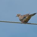 Les oiseaux du Québec - partie 3 -